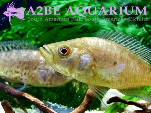 재규어 씨클리트 / Parachromis managuensis (Jaguar guapote) / (18cm급) 