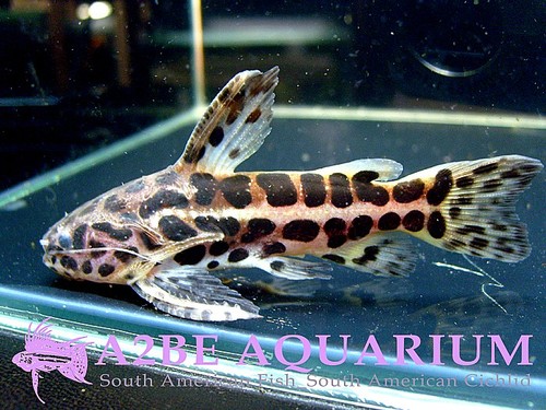 재규어 캣피쉬 / (Jaguar Catfish) Liosomadoras Oncinus wild (7cm전후)