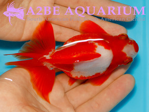 홍백 유금 단미 / Red&amp;White Ryukin Short Tail / [ 1115_R_B ] (12cm전후) 