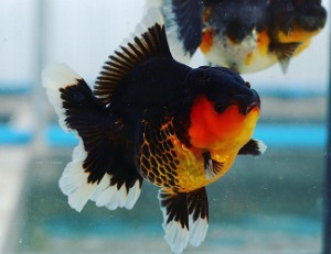 Meng / Small special select / Monster round body Rose tail oranda / 몬스터 바디 로즈테일 오란다 / [ BP0524_5 ] 10-11cm 그룹
