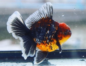 Mr.Paiy / AAA grade / Best selection  Strong color calico • Rose tail oranda / 칼리코 로즈테일 오란다 / [ PAIY0520_5 ] 15cm급