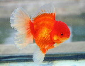 BP Meng Rose tail Special Select / Monster body Godzilla / Red &amp; White tail color Rose tail oranda / 로즈테일 오란다 / [ BPS_0521_4 ] 16-17cm