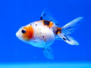 칼리코 빈금 /  Crown Pearlscale Goldfish /  (5~6cm) 1마리 (랜덤 배송)