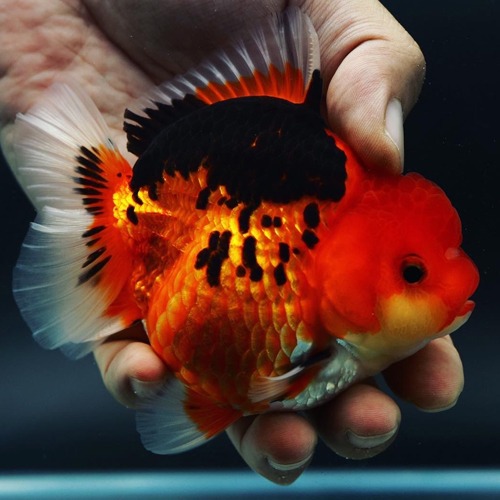 New Goldfish !!  BP Meng &amp; Shogun collaboration / GODZILLA BODY SHORT TAIL ORANDA / size : 11cm급 / 암컷추정 / MS_0907_1