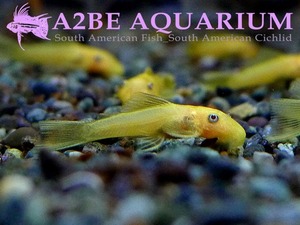 L144 안시스트러스 sp 옐로우 숏핀 / Ancistrus sp Yellow Shortfins [수조이끼제거탁월] (3cm전후)