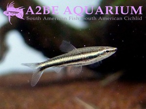 야생수입 초특가!] 나노스토머스 &quot;마릴리나에&quot; / Nannostomus marilynae wild (Platinum Green stripe Pencil Fish) 2마리 