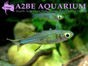 셀레베스 레인보우 / Marosatherina ladigesi [Celebes rainbowfish] / 준성어-성어 (2마리)