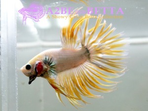 크라운 스페샬 / Betta Crown tail Special White Yellow (CTS1308B) 