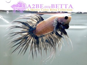 크라운 스페샬 / Betta Crown tail Special White Blue (CTS1308C) 