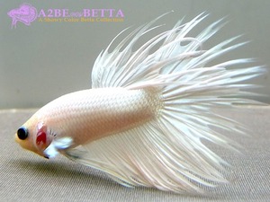 크라운 스페샬 / Betta Crown tail Special Opaque (CTS1308E) 