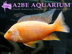 아우로노카라 알비노 스칼렛 레드 / Aulonocara sp Albino Scarlet Red (10-12cm) 