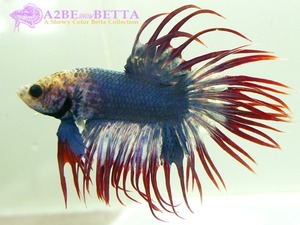 크라운 스페샬 / Betta Crown tail Special &quot;Platinum Blue Red&quot;(CSPBR0912B) 