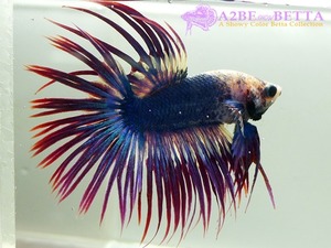 크라운 스페샬 / Betta Crown tail Special &quot;Platinum Blue Purple Red&quot;(CSPBR0912D) 