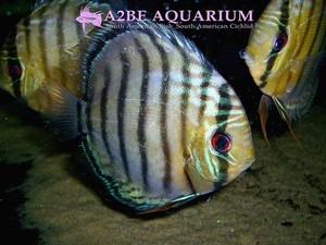 Discus wild GREEN TEFE Type-A