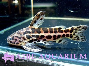 재규어 캣피쉬 / (Jaguar Catfish) Liosomadoras Oncinus wild (7cm전후)
