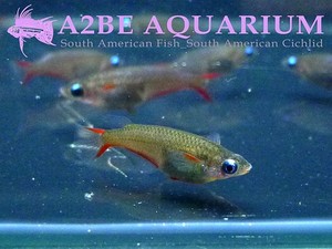 네온 블루 라이스피쉬 Oryzias woworae wild (Neon Blue Ricefish)