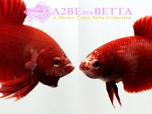 인터피쉬 베타 스페셜 _A  / Inter Fish Betta Special &quot;Super Red&quot;_A (한쌍)