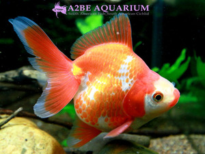 [China Northern GoldFish] 유금 (홍백) / Ryukin Long tail [ Red &amp; White ] [ 150214_B ] (7.5cm전후)