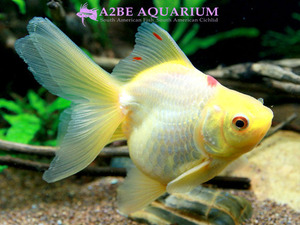 [China Northern GoldFish] 유금 (옐로우) / Ryukin Long tail Yellow [ 150214_C ] (7.5cm전후) 