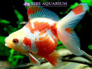 [China Northern GoldFish] 유금 (홍백) / Ryukin Long tail [ Red &amp; White ] [ 150214_D ]  (7.5cm전후) 