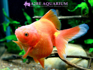 [China Northern GoldFish] 유금 (레드) / Ryukin short tail [ Red ] [ 150214_F ] (7.5cm전후) 