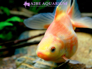 [China Northern GoldFish] 유금 (파스텔 칼라) / Ryukin short tail [ Yellow &amp; Pink ] [ 150214_G ] (7.5cm전후) 