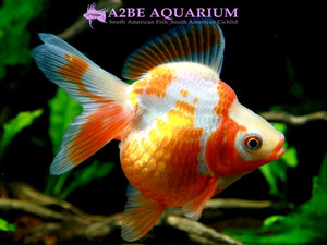 [China Northern GoldFish] 유금 (홍백) / Ryukin short tail [ Red &amp; White ] [ 150214_H ] (7.5cm전후) 