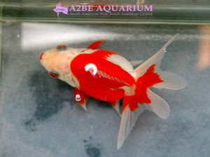 [China Northern GoldFish] 유금 숏바디 (홍백) / Ryukin short tail [ Red &amp; White ] [ 150217_E ] (7.5cm전후) 