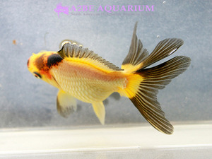 [China Northern GoldFish] 유금 (옐로우 &amp; 블랙) / Ryukin Long tail Yellow &amp; Black [ 150217_F ] (7.5cm전후) 