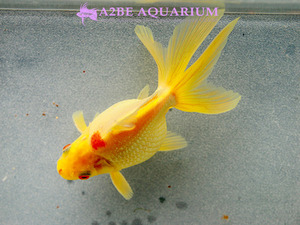 [China Northern GoldFish] 유금 (옐로우) / Ryukin Long tail Yellow [ 150217_G ] (7.5cm전후) 