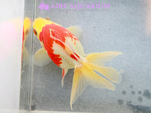 [China Northern GoldFish] 유금 / Ryukin long tail [ Yellow &amp; Red &amp; White ] [ 150217_H ] (7.5cm전후) 