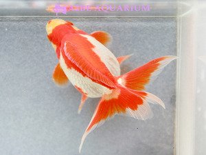 [China Northern GoldFish] 유금 (홍백) / Ryukin long tail [ Red &amp; White ] [ 150217_I ] (7.5cm전후) 