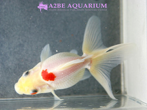 [China Northern GoldFish] 유금 (화이트) / Ryukin long tail [ White ] [ 150217_J ]  (7cm전후) 