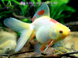[China Northern GoldFish] 유금 (파스텔 칼라) / Ryukin Long tail [ Yellow &amp; Pink ] [ 150217_K ] (7.5cm전후) 