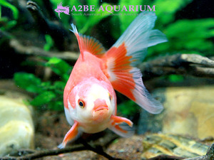 [China Northern GoldFish] 유금 (홍백) / Ryukin long tail [ Red &amp; White ] [ 150217_M ] (7.5cm전후) 