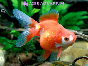[China Northern GoldFish] 유금 (홍백) / Ryukin long tail [ Red &amp; White ] [ 150217_N ] (7.5cm전후) 