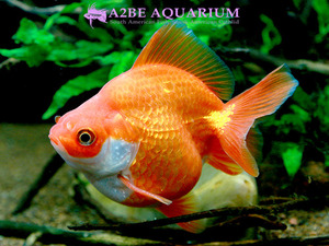 [China Northern GoldFish] 유금 (홍백) / Ryukin short tail [ Red &amp; White ] [ 150217_P ] (7cm전후) 