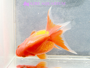 [China Northern GoldFish] 유금 (赤) / Ryukin Long tail [ Red ] [ 150217_Q ] (7.5cm전후) 