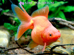[China Northern GoldFish] 유금 (赤) / Ryukin Long tail [ Red ] [ 150217_R ] (7cm전후) 