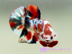 Home Fish Betta# ] 플라캇 펜시코이 스페샬 / Thailand &quot;Fancy Coi&quot; Special / (150621_P_A) 