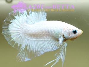 Home Fish Betta# ] 플라캇 펜시코이 스페샬 / Thailand &quot;Fancy Coi&quot; Special / (150621_P_B) 