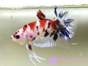 Home Fish Betta# ] 플라캇 펜시코이 스페샬 / Thailand &quot;Fancy Coi&quot; Special / (150621_P_C) 