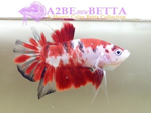 Home Fish Betta# ] 플라캇 펜시코이 스페샬 / Thailand &quot;Fancy Coi&quot; Special / (150621_P_D) 