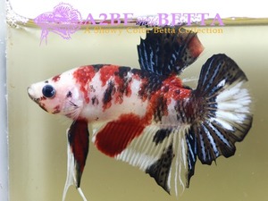 Home Fish Betta# ] 플라캇 펜시코이 스페샬 / Thailand &quot;Fancy Coi&quot; Special / (150621_P_E) 