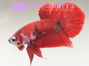 Home Fish Betta# ] 플라캇 펜시코이 스페샬 / Thailand &quot;Fancy Coi&quot; Special / (150623_P_A) 