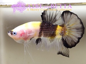 Home Fish Betta# ] 플라캇 펜시코이 스페샬 / Thailand &quot;Fancy Coi&quot; Special / (150623_P_B) 