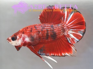 Home Fish Betta# ] 플라캇 펜시코이 스페샬 / Thailand &quot;Fancy Coi&quot; Special / (150628_P_A) 