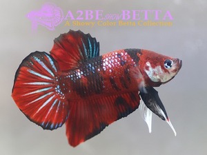 Home Fish Betta# ] 플라캇 펜시코이 스페샬 / Thailand &quot;Fancy Coi&quot; Special / (150628_P_B) 