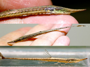 팔로웰라 그라실리스 / Farlowella gracilis wild M (10cm 전후)