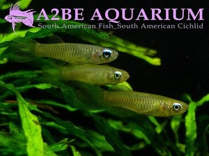 램프아이 / Aplocheilichthys normani wild  ( 10마리 )